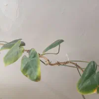 گل طبیعی خیلی بزرگ|گل و گیاه طبیعی|فردیس, ثابتی|دیوار