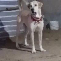 ماده پژدر