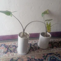 گل طبیعی|گل و گیاه طبیعی|قم, شهر قائم|دیوار