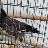 مینا سخنگو|پرنده|شیراز, لاله|دیوار
