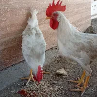 دو عدد خروس