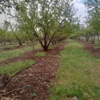 فروش باغچه و زمین مناسب سرمایه گذاری جابان