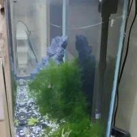 آکواریوم|ماهی|قرچک, داوود آباد|دیوار