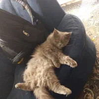 گربه مولد|گربه|مشهد, گلشور|دیوار