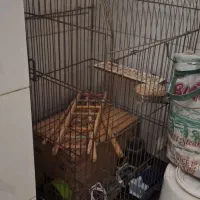 قفس بزرگ کاسکویی|لوازم جانبی حیوانات|بندرعباس, |دیوار