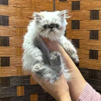 یک دنیا عشق در یک توپپشم کوچک|گربه|سنندج, |دیوار