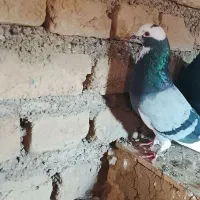 3تا تکپر زمانتی|پرنده|گرگان, |دیوار