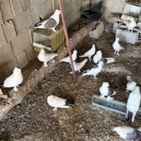 کبوتر بوشهری