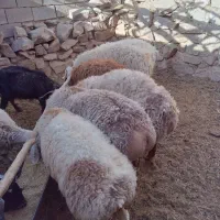 بره نر