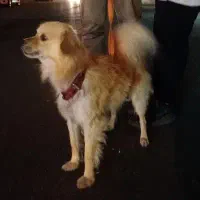 واگذاری سگ اشپیز