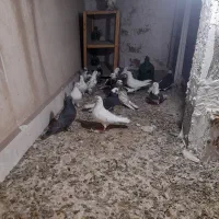 کفتر تهرانی