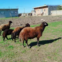 گوسفند بره دار و قوچ