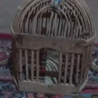 عروس کوهستان دوعدد نر معاوضه با قناری