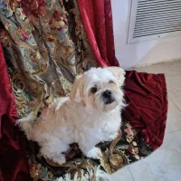 سگ واگذاری شناسنامه دار