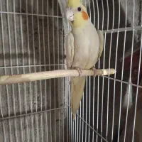 عروس‌ هلندی
