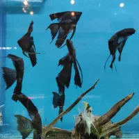 ماهی آنجل و گورامی