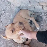 پیتبول ماده و توله|سگ|رفسنجان, |دیوار