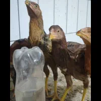 مرغ وخروس لاری