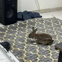 خرگوش|موش و خرگوش|بندرعباس, |دیوار