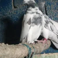 اسباب بازی|اسباببازی|ایرانشهر, |دیوار