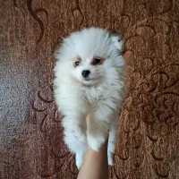 پامر خرسی|سگ|شیراز, انجیره|دیوار