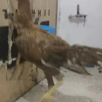 لاری افغان ۴ماهه