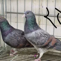 پرنده سرای ۱۱۰|پرنده|اصفهان, عطار نیشابوری|دیوار
