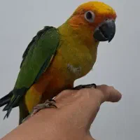 طوطی خورشیدی نرمه خور(سانکور)