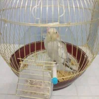 عروس هلندی