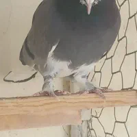 ابلق سبز ماده