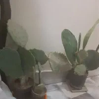 گل کاکتوس|گل و گیاه طبیعی|تهران, دولاب|دیوار