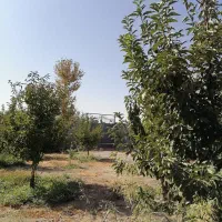 فروش-باغ