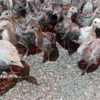 جوجه بوقلمون برنزه|حیوانات مزرعه|فردیس, شهرک وحدت|دیوار