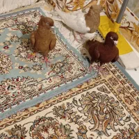 ۳عدد کفتر قشنگ