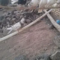 کبوتری غریب گیری