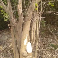 هرس و قطع چوب با اره برقی
