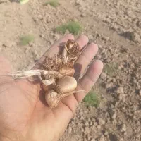 پیاز زعفران
