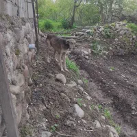 سگ شکاری