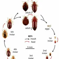 سمپاشی+سم پاش+موریانه ساس سوسک مورچه ۱۲سال ضمانت