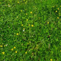 خدمات باغبانی کاشت نهال وسبزیجات وتمیزکردن باغچه