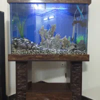 آکواریوم|ماهی|تهران, والفجر (افسریه)|دیوار