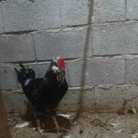 خروس گلین فروشی