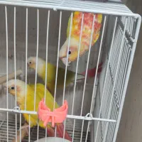 گرینچیک ، ردچیک ، سانچیک|پرنده|مشهد, کشف|دیوار