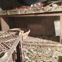 کبوتر زاغ دمسفید چشم نوک سفید