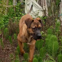 سگ نژاد پیتپول+باکسر