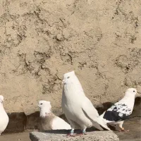کفتر اراکی نر