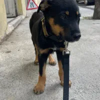 دوبرمن اصل ۲ ماهه واکسن خورده شناسنامه دار