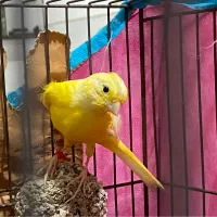 قناری ماده|پرنده|ساوه, |دیوار