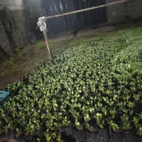 گلدونی هندوانه و کدو