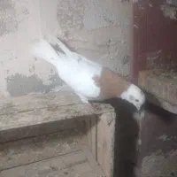 15عدد کفتر خوب|پرنده|میاندوآب, |دیوار